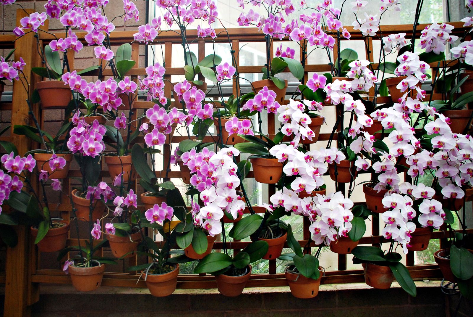 Orchid display at Atlanta Botanical Garden